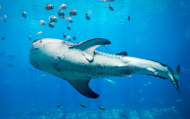 Large shark ocean fish bubble free wallpaper - medium preview image