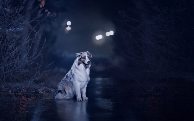 Dog wetroad night openmouth lights free wallpaper - medium preview image