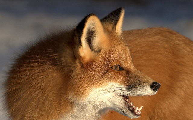Fox open mouth missing teeth free wallpaper - medium preview image
