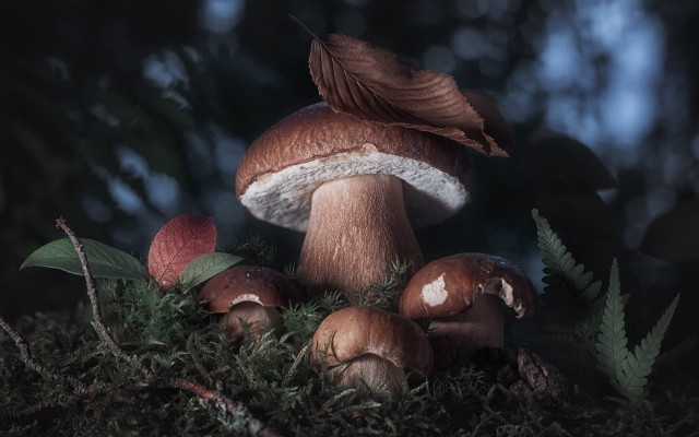 Mushrooms green field forest nature free wallpaper - medium preview image