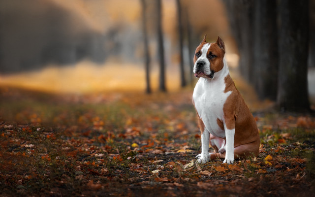 Dog leaves forest fog autumn free wallpaper - medium preview image