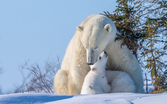 Polar bear cubs snow forest #3 free wallpaper - medium preview image