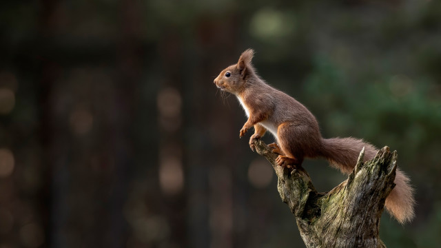 Squirrel tree branch woods tiltshift free wallpaper - medium preview image