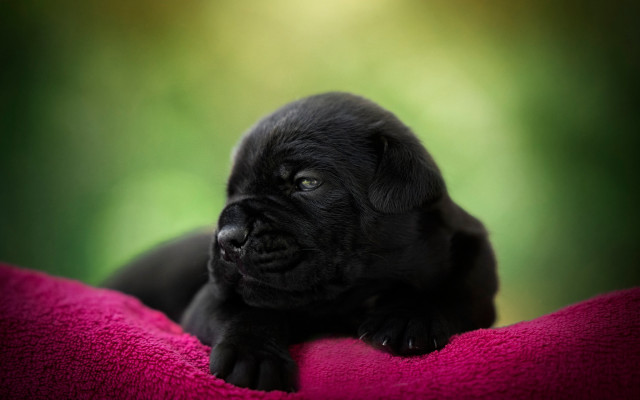 Black puppy pink blanket serious free wallpaper - medium preview image