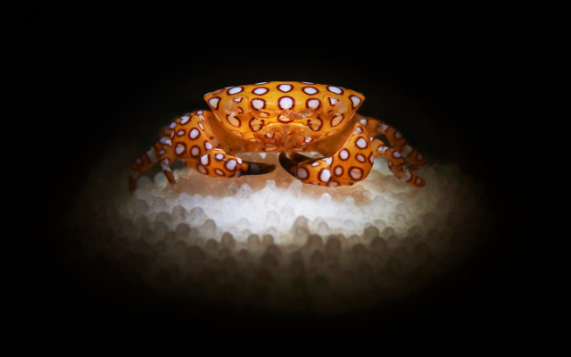 Serval macro orange white bowtie free wallpaper - medium preview image