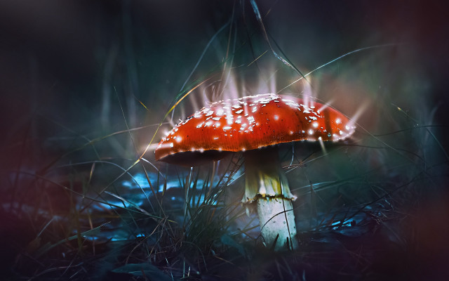 Red mushroom white cap grass free wallpaper - medium preview image