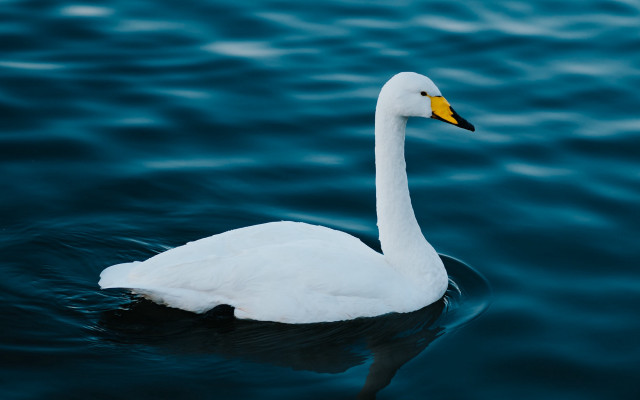 White swan water shore waves free wallpaper - medium preview image