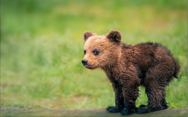 Brown bear cub grassy field free wallpaper - medium preview image