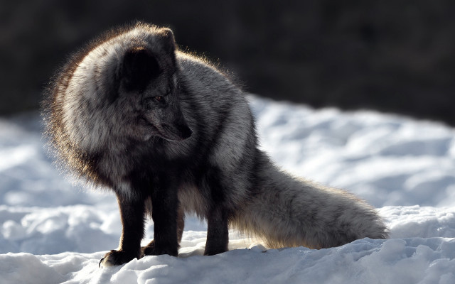 Furry animal snowy day mountain free wallpaper - medium preview image
