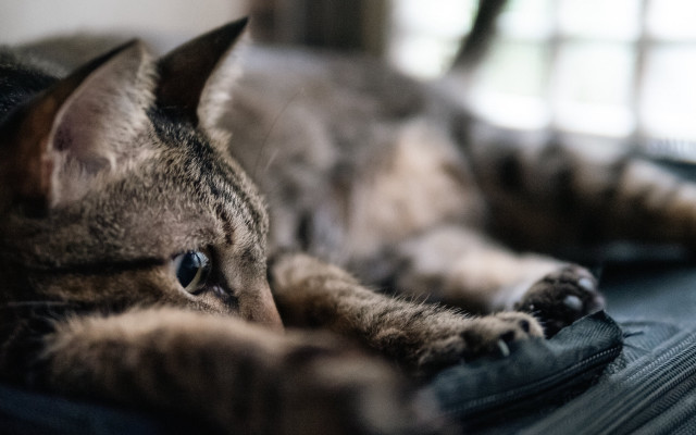 Cat laying on luggage bed free wallpaper - medium preview image