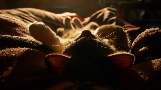 Cat laying bed blanket light free wallpaper - medium preview image