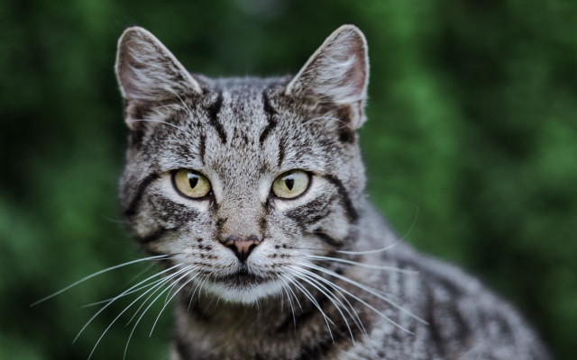 Furry cat serious green background free wallpaper - medium preview image