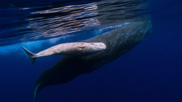 Whale long neck swimming ocean free wallpaper - medium preview image