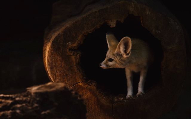 Small fox in tree stump free wallpaper - medium preview image
