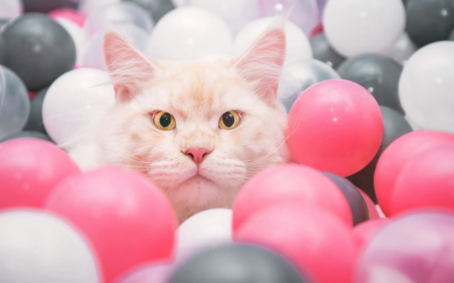 Cat peeking ball pit surprised free wallpaper - medium preview image
