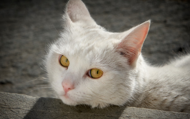 White cat yellow eyes laying free wallpaper - medium preview image