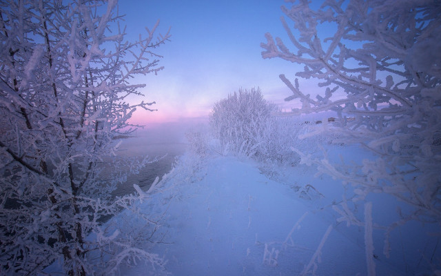 Snowy forest path dusk pink free wallpaper - medium preview image