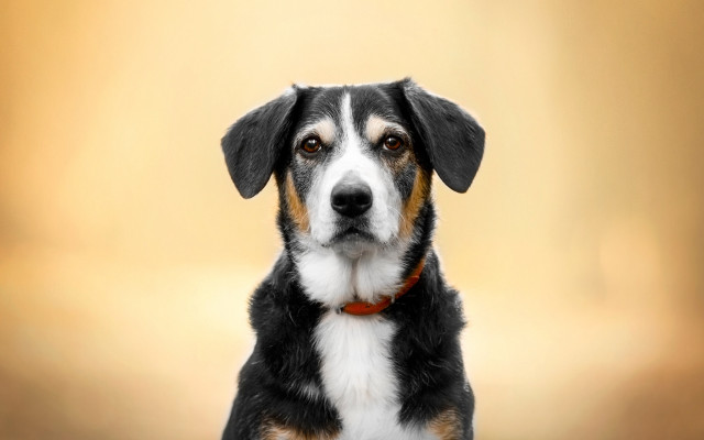 Dog red collar looking at free wallpaper - medium preview image