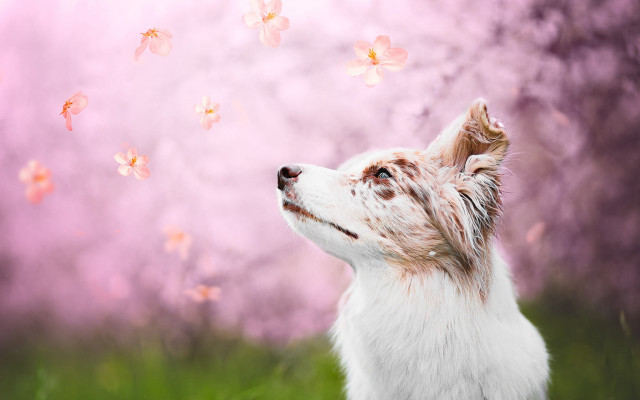Dog butterflies pink background floral free wallpaper - medium preview image