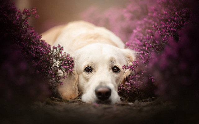 Dog flower bush pink cherry free wallpaper - medium preview image