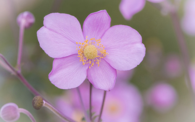 Pink flower yellow center macro #3 free wallpaper - medium preview image
