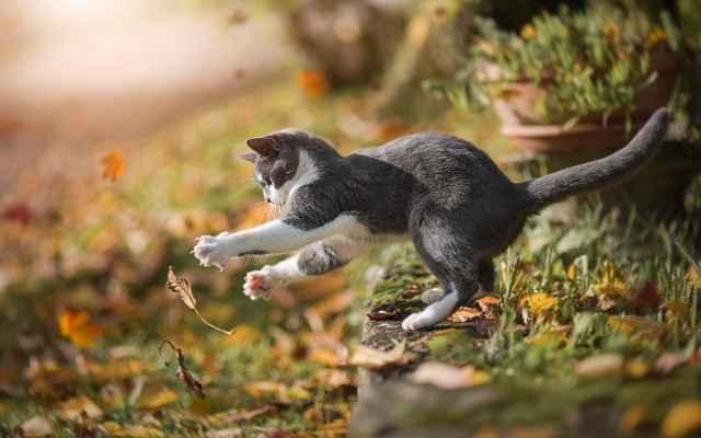 Cat jumping autumn leaves garden free wallpaper - medium preview image