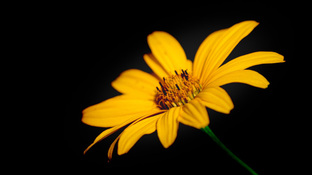 Yellow flower black background dark free wallpaper - medium preview image