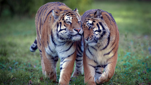 Tiger walking closed eyes jigsaw free wallpaper - medium preview image