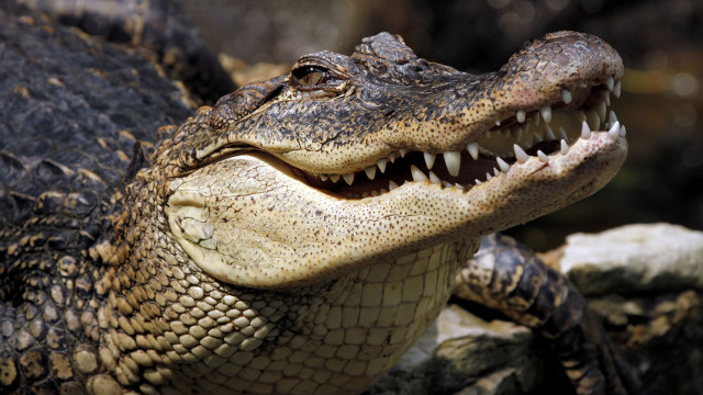 Crocodile open mouth sharp teeth free wallpaper - medium preview image