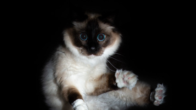 Blue eyed cat paw camera free wallpaper - medium preview image
