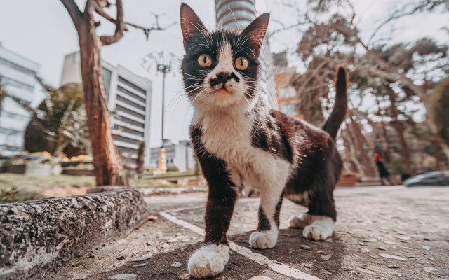 Cat street tree building clocktower free wallpaper - medium preview image