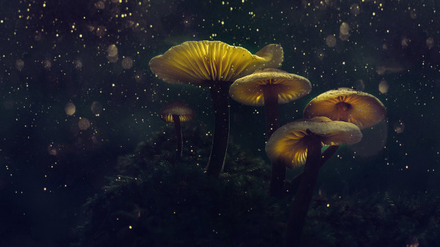 Mushrooms night rain dark magic free wallpaper - medium preview image