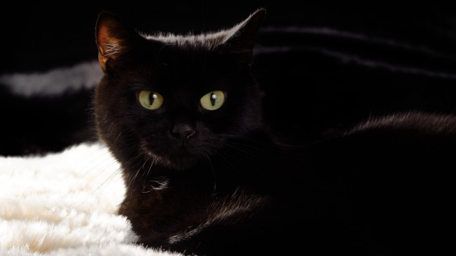 Black cat green eyes vanitas free wallpaper - medium preview image