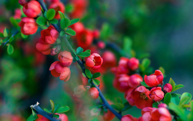 Red flower green leaves macro #3 free wallpaper - medium preview image