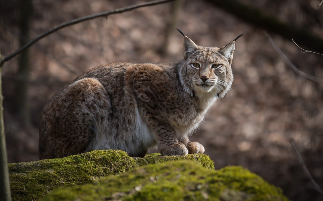 Lynx mossy rock woods serious free wallpaper - medium preview image