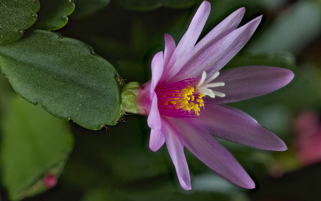 Pink flower yellow center green #15 free wallpaper - medium preview image