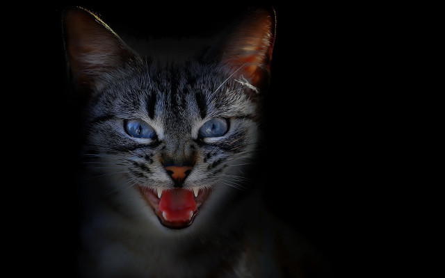 Gothic cat open mouth blue free wallpaper - medium preview image