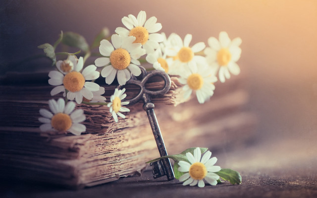 Daisies book key floral background free wallpaper - medium preview image