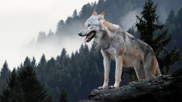 Wolf rock open mouth forest free wallpaper - medium preview image