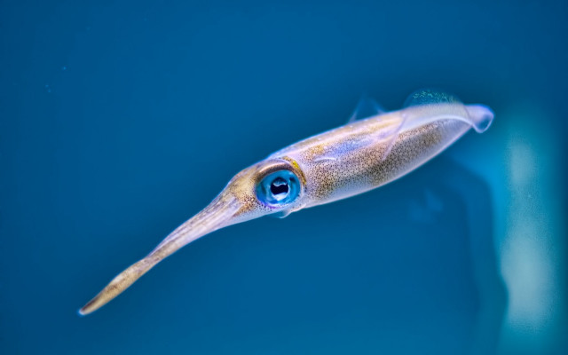 Squid blue eye floating bioluminescent free wallpaper - medium preview image