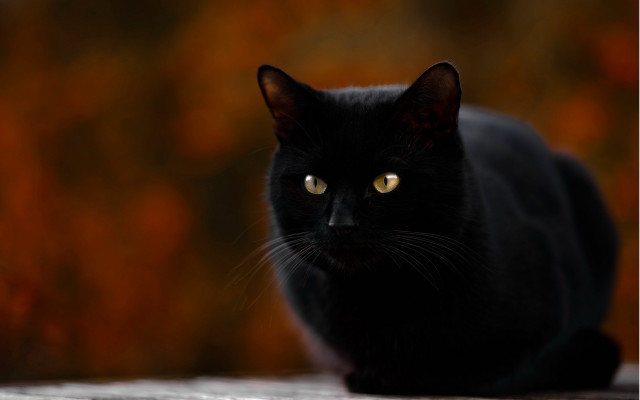 Black cat yellow eyes gothic #10 free wallpaper - medium preview image