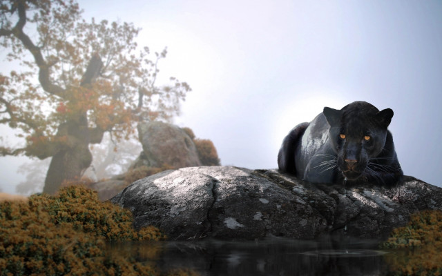 Black panther rock water tree free wallpaper - medium preview image
