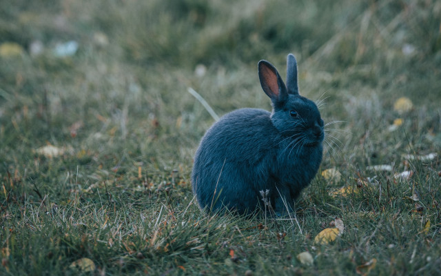Blue rabbit grass camera naturalism free wallpaper - medium preview image