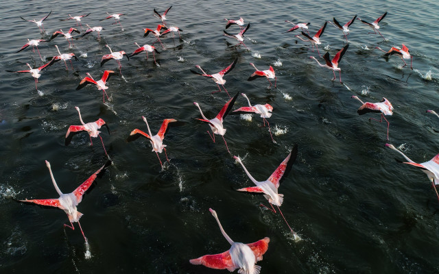 Flock pink white birds lake free wallpaper - medium preview image