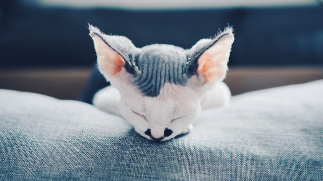 Cat couch adorable blurry fence free wallpaper - medium preview image