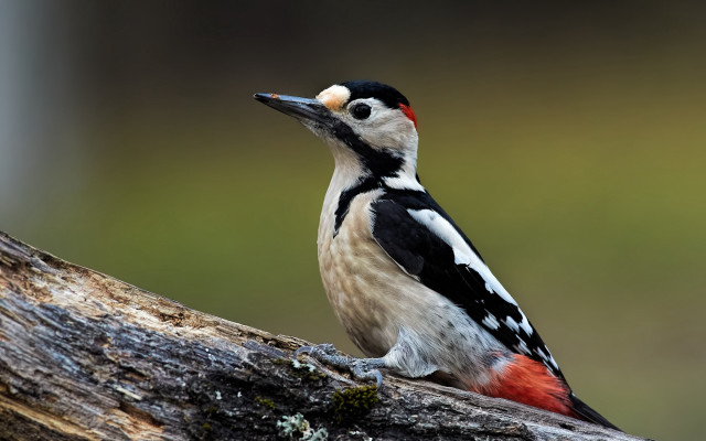 Redhead blackbird treebranch moss beach free wallpaper - medium preview image