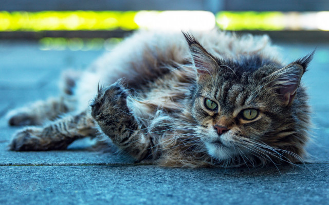 Cat laying open eyes whiskers free wallpaper - medium preview image