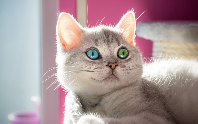 White cat green eyes synchromism free wallpaper - medium preview image