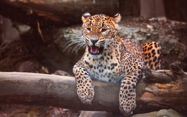 Leopard yawning log outdoors camouflage free wallpaper - medium preview image