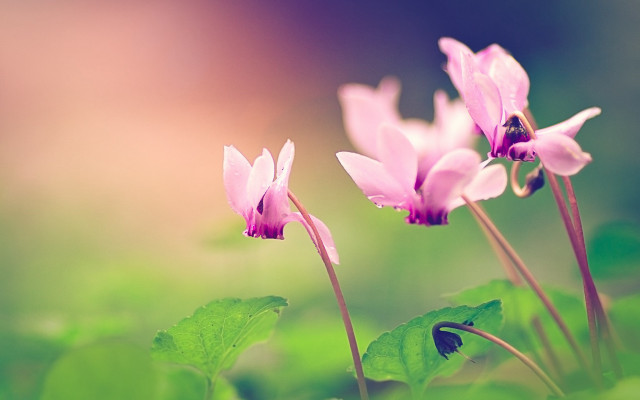 Flower butterfly macro nature blurry free wallpaper - medium preview image
